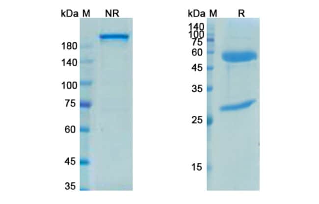 100UG PETOSEMTAMAB ANTIBODY 100 UG