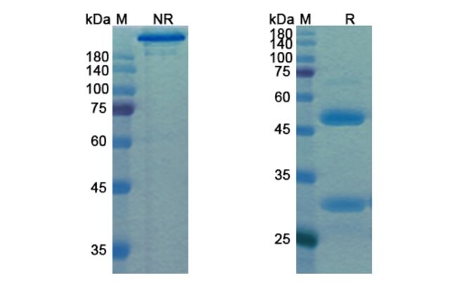 100UG PRALUZATAMAB ANTIBODY 100 UG