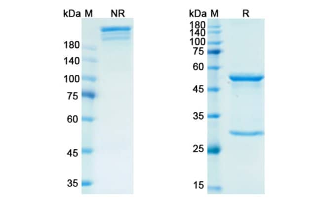 100UG RETIFANLIMAB ANTIBODY 100 UG