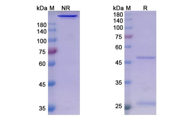 100UG SASANLIMAB ANTIBODY 100 UG
