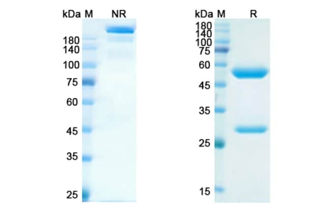 100UG SERPLULIMAB ANTIBODY 100 UG