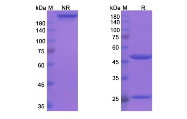 100UG TAFOLECIMAB ANTIBODY 100 UG