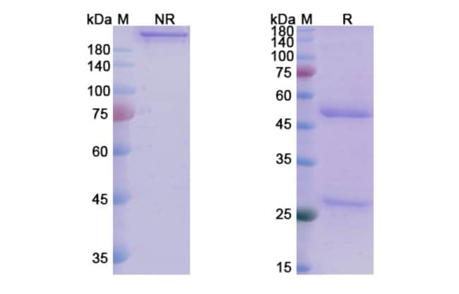 100UG TINURILIMAB ANTIBODY 100 UG