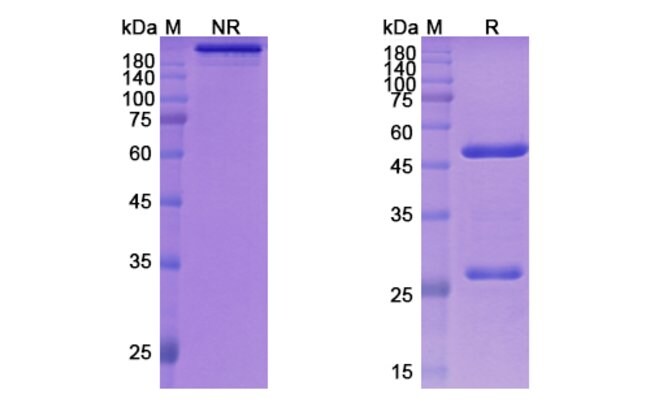 100UG ZELMINEMAB ANTIBODY 100 UG