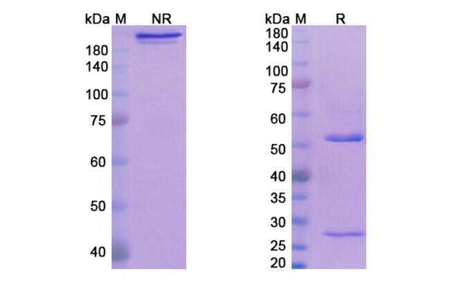100UG TAVOLIMAB ANTIBODY 100 UG