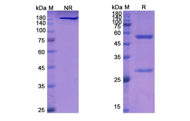 100UG VELTUZUMAB ANTIBODY 100 UG