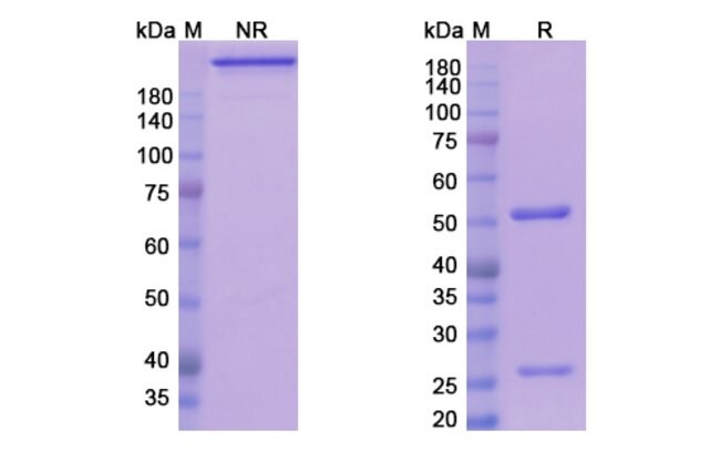 100UG TEPLIZUMAB ANTIBODY 100 UG