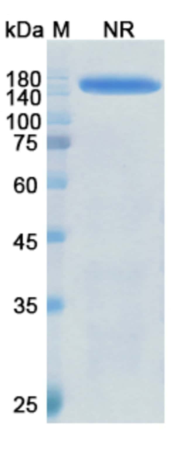 100UG MEPLAZUMAB ANTIBODY 100 UG