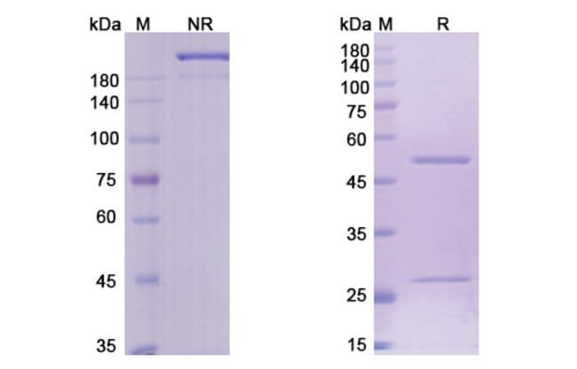 100UG BRENTUXIMAB ANTIBODY 100 UG