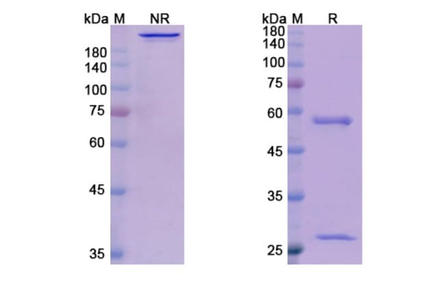 100UG TALIZUMAB ANTIBODY 100 UG