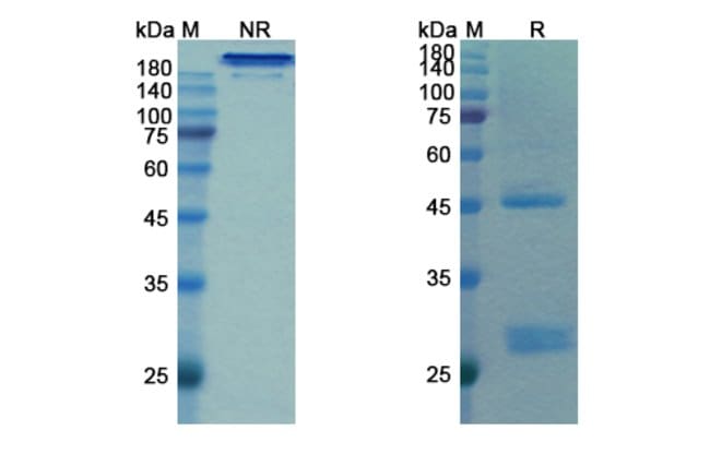 100UG BAMLANIVIMAB ANTIBODY 100 UG
