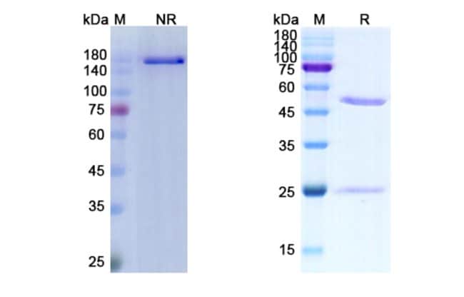100UG CILGAVIMAB ANTIBODY 100 UG