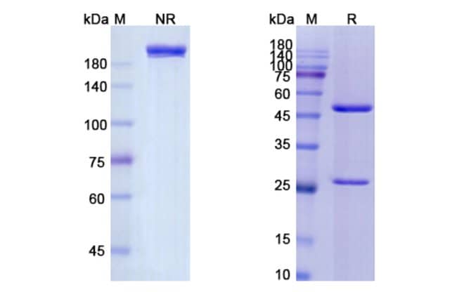 100UG ANSUVIMAB ANTIBODY 100 UG