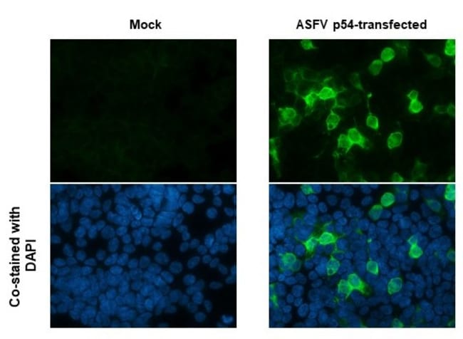 100UL ASFV P54 ANTIBODY 100 UL