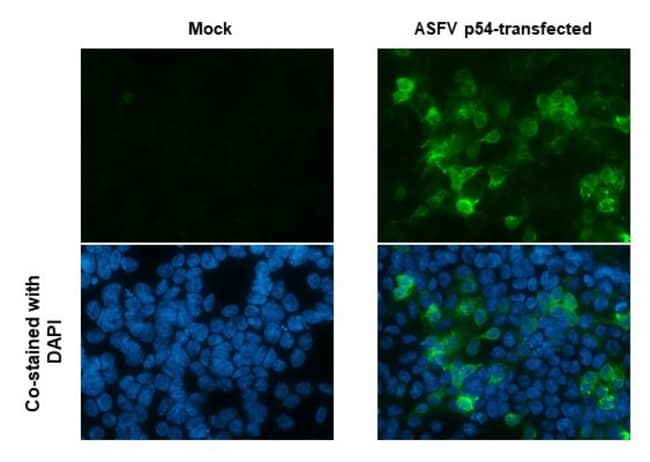 100UL ASFV P54 ANTIBODY 100 UL
