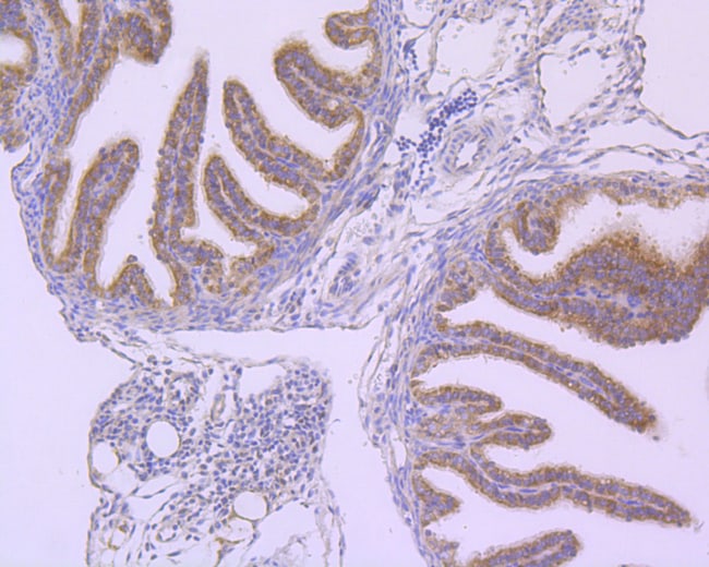 100UL B-RAF ANTIBODY 100 UL