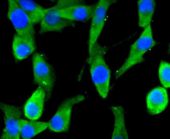 100UL ARGONAUTE 3 ANTIBODY 100 UL