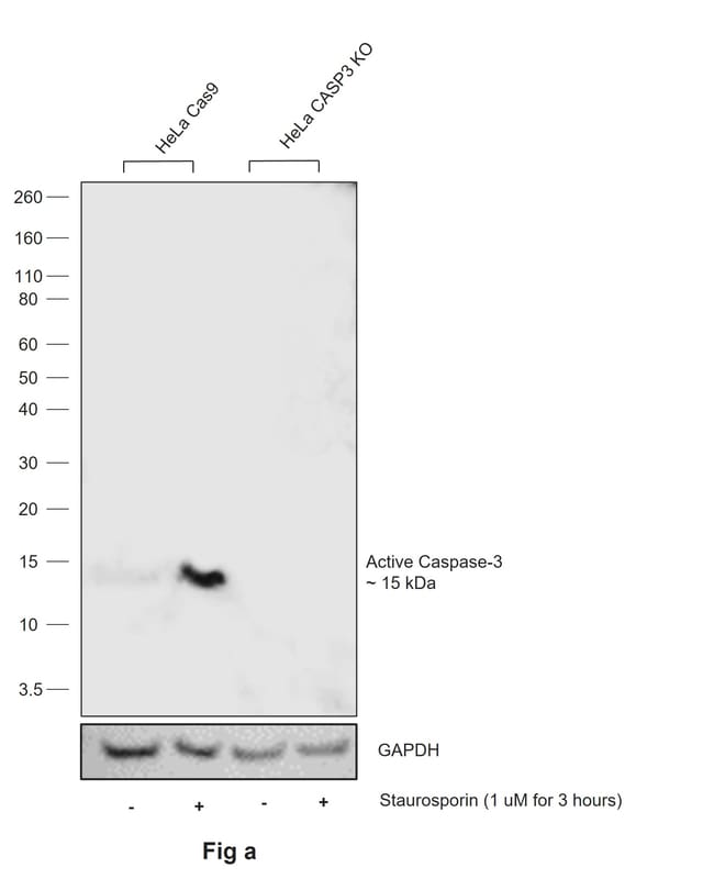 100UL ACTIVE CASPASE 3 ANTIBODY 100 UL