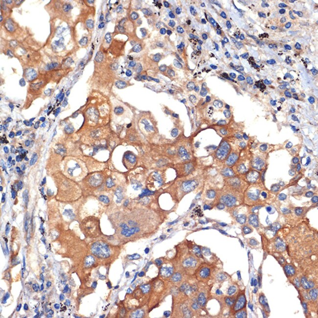 100UL ARGONAUTE 3 ANTIBODY 100 UL