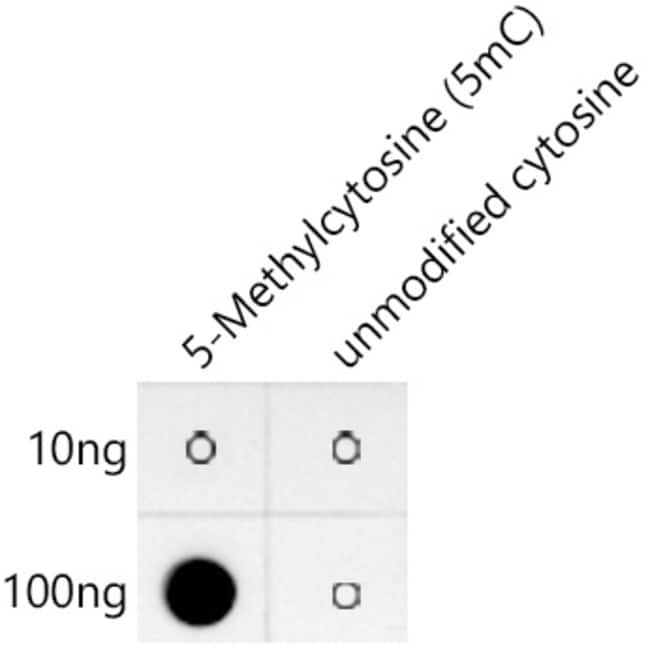 100UL 5-METHYLCYTOSINE ANTIBODY 100 UL