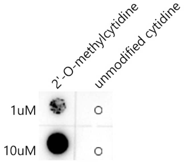 100UL 2-O-METHYLCYTIDINE ANTIBODY 100 UL