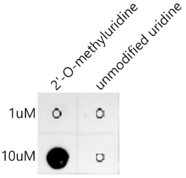 100UL 2-O-METHYLURIDINE ANTIBODY 100 UL