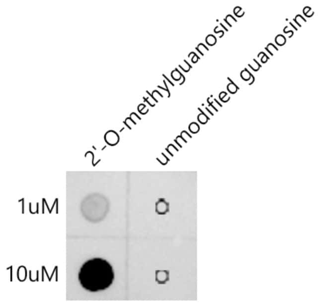 100UL 2-O-METHYLGUANOSINE ANTIBODY 100 U