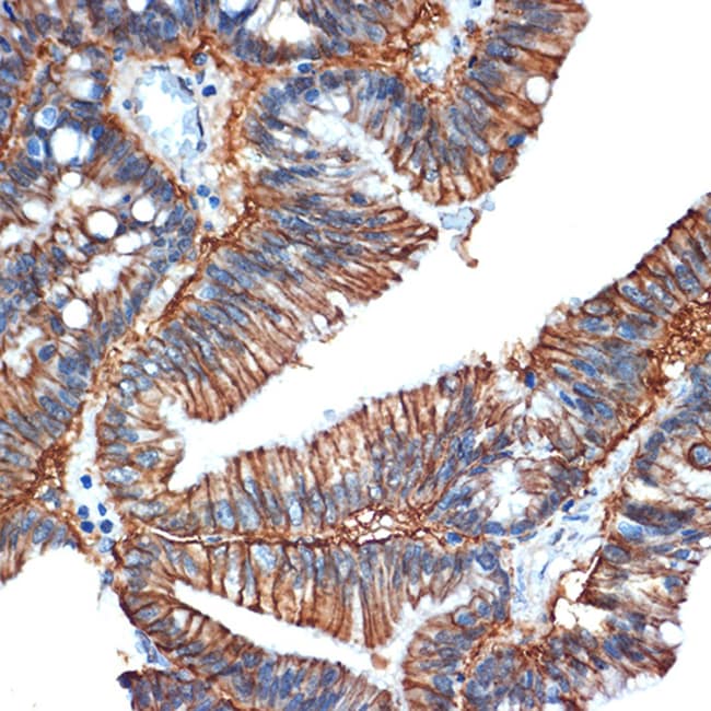 100UL A33 ANTIBODY 100 UL