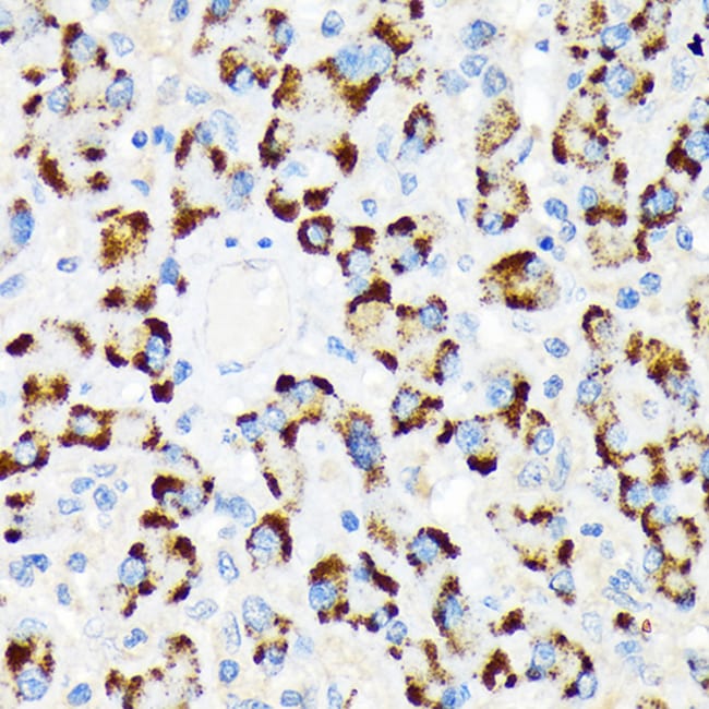 100UL A-RAF ANTIBODY 100 UL