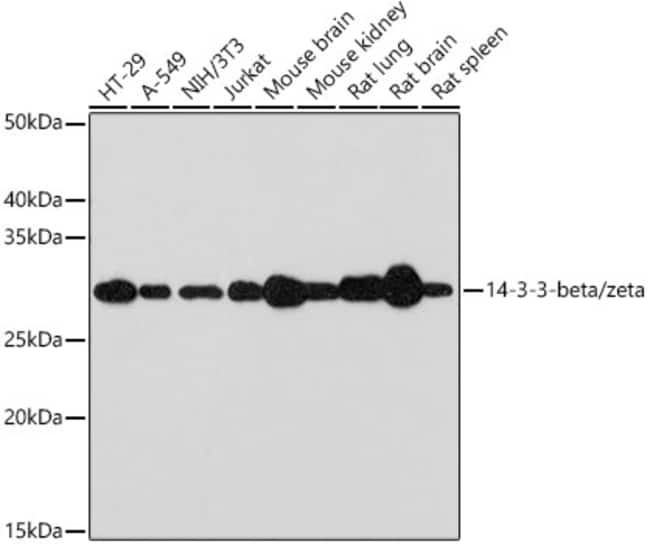 100UL 14-3-3 BETA/THETA ANTIBODY 100 UL