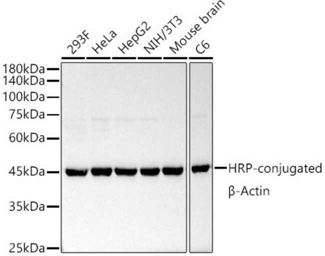100UL BETA ACTIN ANTIBODY 100 UL