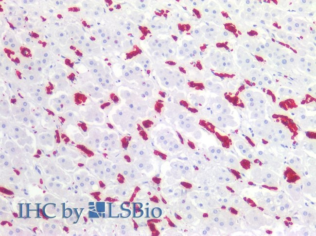100UG CD235A ANTIBODY 100 UG