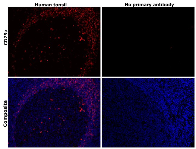 100UG CD79A ANTIBODY 100 UG