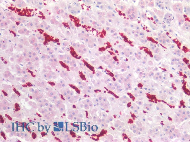 100UG CD235A ANTIBODY 100 UG