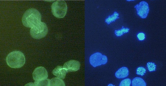 100UG ALPHA TUBULIN ANTIBODY 100 UG