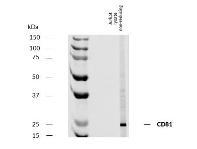 100UG CD81 ANTIBODY 100 UG