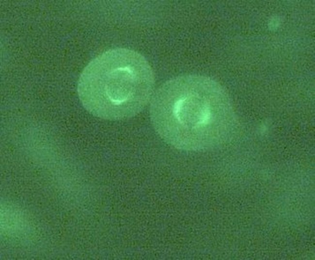 100UG ALPHA/BETA TUBULIN ANTIBODY AL 100