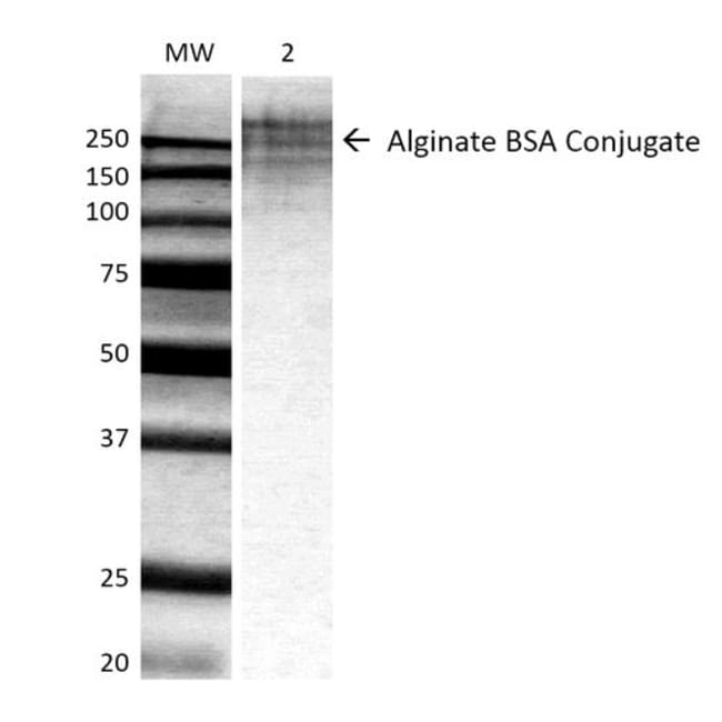 100UG ALGINATE ANTIBODY RPE 100 UG