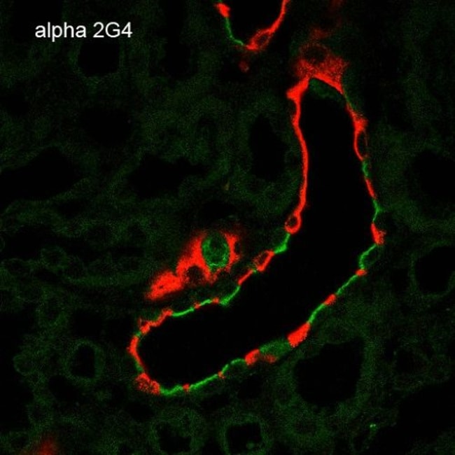 100UG ALPHA-ENAC ANTIBODY PERCP 100 UG