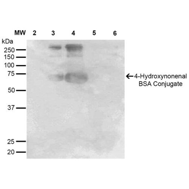 100UG 4-HYDROXYNONENAL ANTIBODY PERC 100