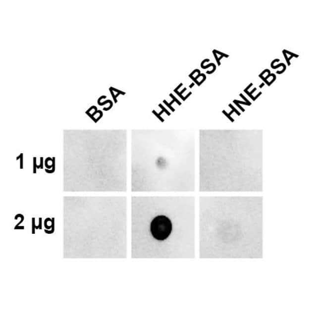 100UG 4-HYDROXY-2-HEXENAL ANTIBODY P 100