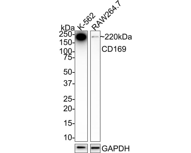 100UL CD169 100 UL