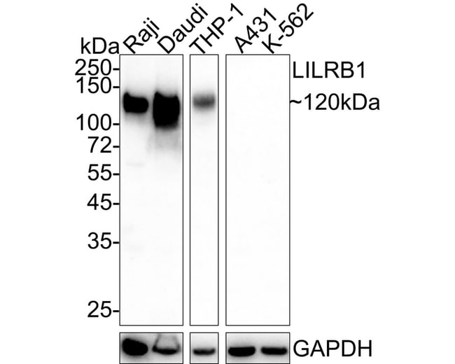 100UL CD85J (ILT2) 100 UL