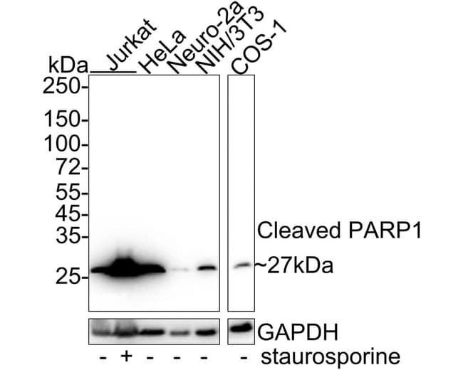 100UL PARP1 (CLEAVED ASP214) 100 UL
