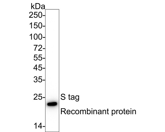 100UL S-PEPTIDE EPITOPE TAG 100 UL