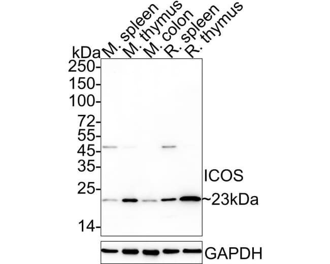 100UL ICOS (CD278) 100 UL