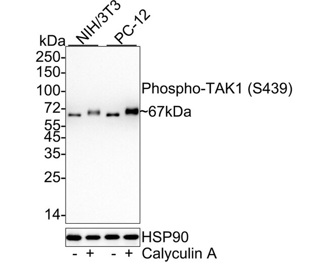100UL PHOSPHO-TAK1 (SER439) 100 UL