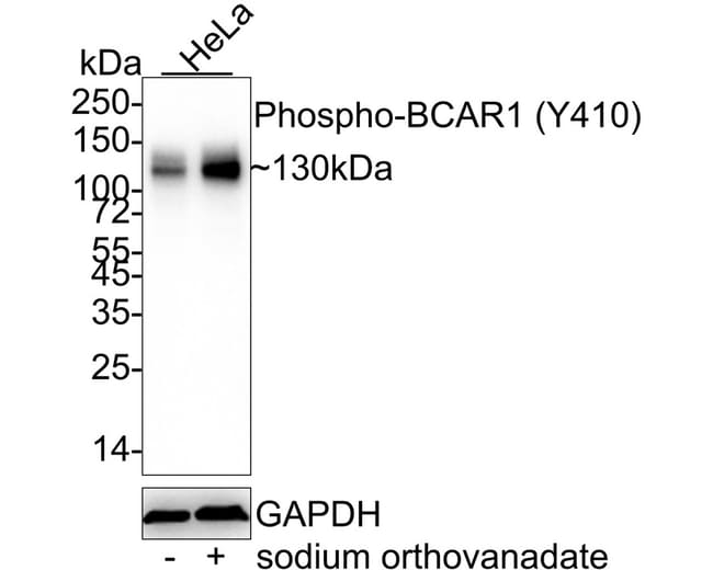 100UL PHOSPHO-P130CAS (TYR410) 100 UL