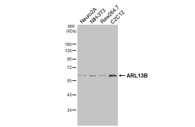 100UL ARL13B RMAB 100 UL