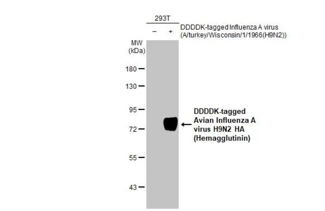100UL INFLUENZA A H9N2 HA (A/TU RMAB 100